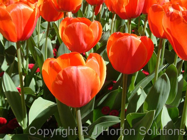 Tulips orange_3